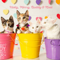 Thumbnail photo of Noel #3