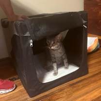 Thumbnail photo of Chloe (Mom) #4
