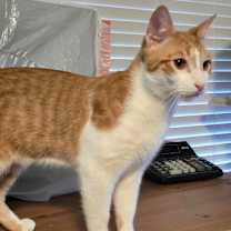 Thumbnail photo of Snickerdoodle #4