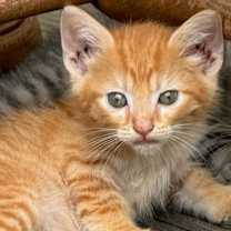 Thumbnail photo of Brioche #2