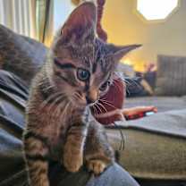 Thumbnail photo of Spaghetti #3