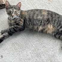 Thumbnail photo of Tonette #3