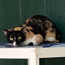 Thumbnail photo of Draxy #3