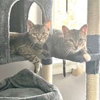 Thumbnail photo of Flossie #4