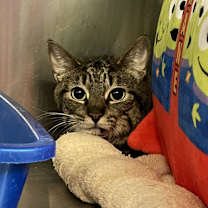 Thumbnail photo of Kale #2