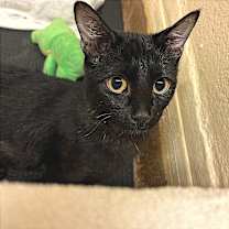 Thumbnail photo of Lily #3