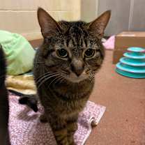 Thumbnail photo of Baby Spinach #3