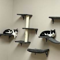 Thumbnail photo of Knife #3