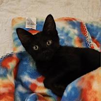 Thumbnail photo of Bali #2