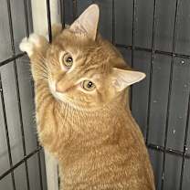 Thumbnail photo of Newton #2