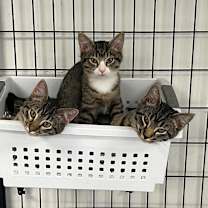 Thumbnail photo of Louie #3