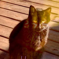 Thumbnail photo of Found Mom Cat Mantorville #2
