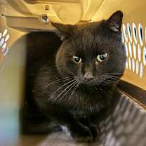 Thumbnail photo of Turk #2