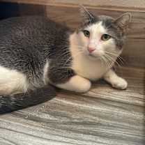 Thumbnail photo of Slasher #3