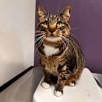 Thumbnail photo of Raja #2