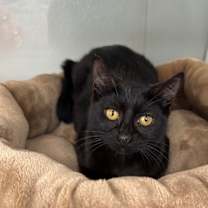 Thumbnail photo of Perseus #2