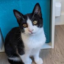 Thumbnail photo of Red #2