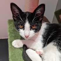 Thumbnail photo of Red #3