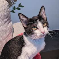 Thumbnail photo of Red #4