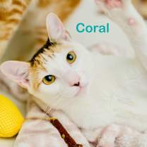 Thumbnail photo of Coral #2