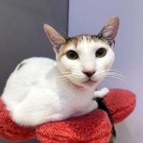 Thumbnail photo of Coral #3