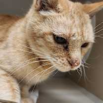 Thumbnail photo of Chiffon #2
