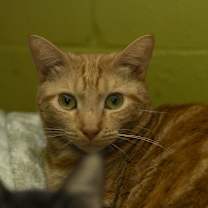 Thumbnail photo of Lace #3