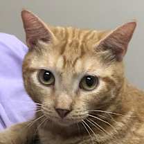 Thumbnail photo of Lace #4