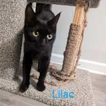 Thumbnail photo of Lilac 2024 #2