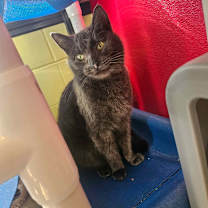 Thumbnail photo of Serena #2