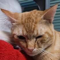 Thumbnail photo of Thomas O'Malley #2