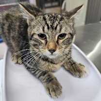 Thumbnail photo of Clover #3