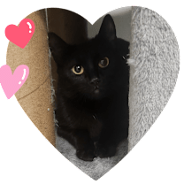 Thumbnail photo of Misty #2