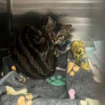 Thumbnail photo of One-Eyed Wilma #3