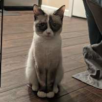 Thumbnail photo of Isla #4