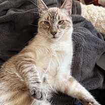 Thumbnail photo of MARSHAL #4