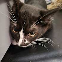 Thumbnail photo of Penguin #3