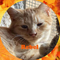 Thumbnail photo of Rebel #2