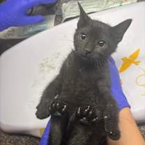 Thumbnail photo of George #2