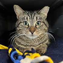 Thumbnail photo of Tigger #2