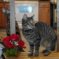 Thumbnail photo of Reese #4