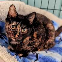 Thumbnail photo of Marble #2