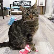 Thumbnail photo of Tigger #3