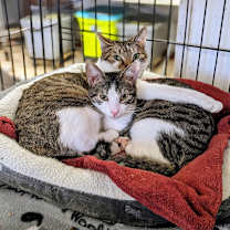 Thumbnail photo of Persephone #2