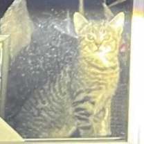 Thumbnail photo of Ninja #3