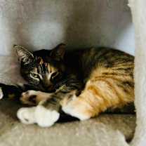 Thumbnail photo of Noni #3