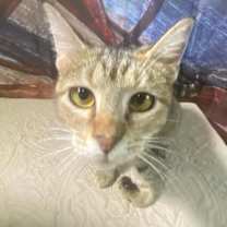 Thumbnail photo of Honey/Hook #2