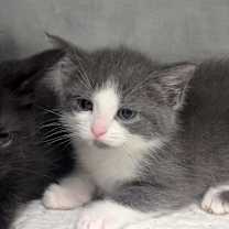 Thumbnail photo of Phoebe 100C24 #3