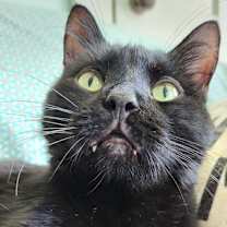 Thumbnail photo of Roy (diabetic) #2