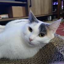 Thumbnail photo of Minnie #3